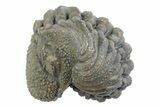 Wide, Bumpy Enrolled Morocops Trilobite - Morocco #383423-1